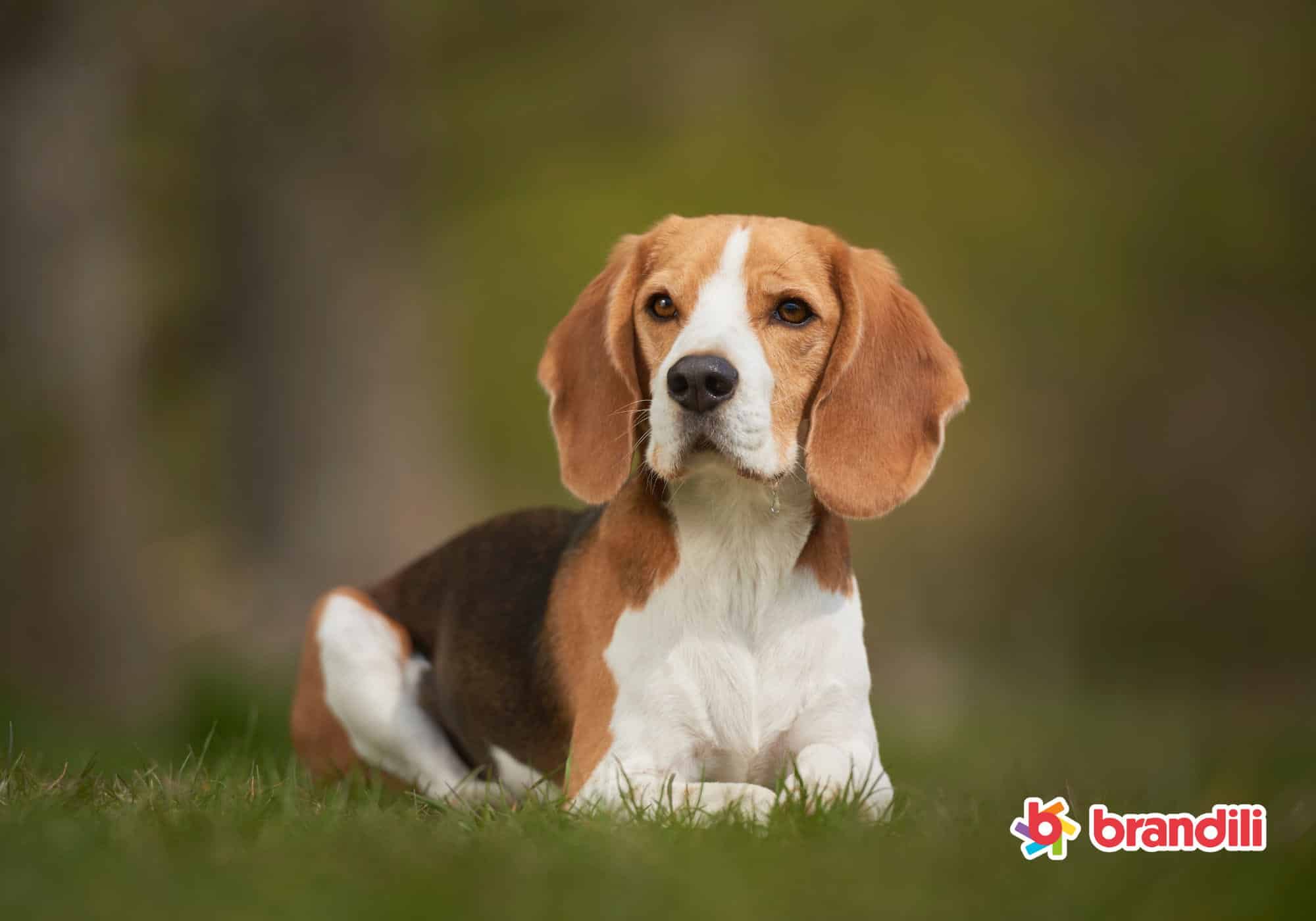 Cachorro adulto da raça Beagle