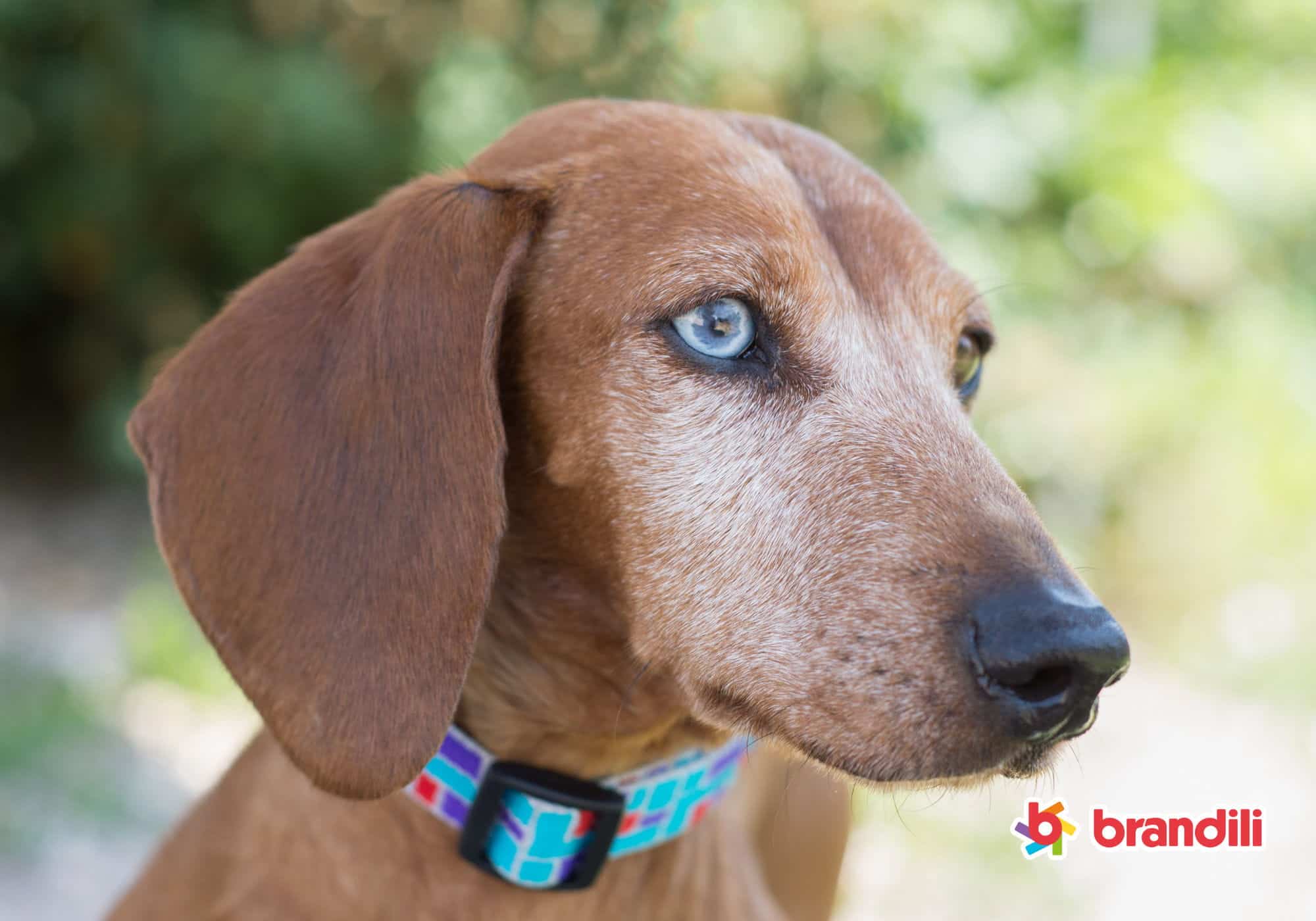 Cachorro Dachshund com olho azul claro