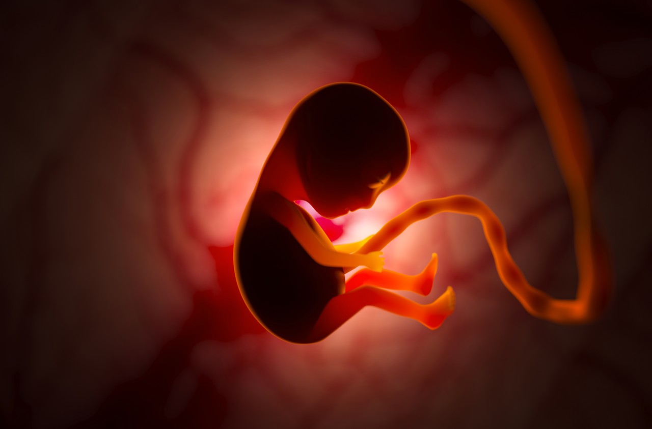 embrião de 24 semanas