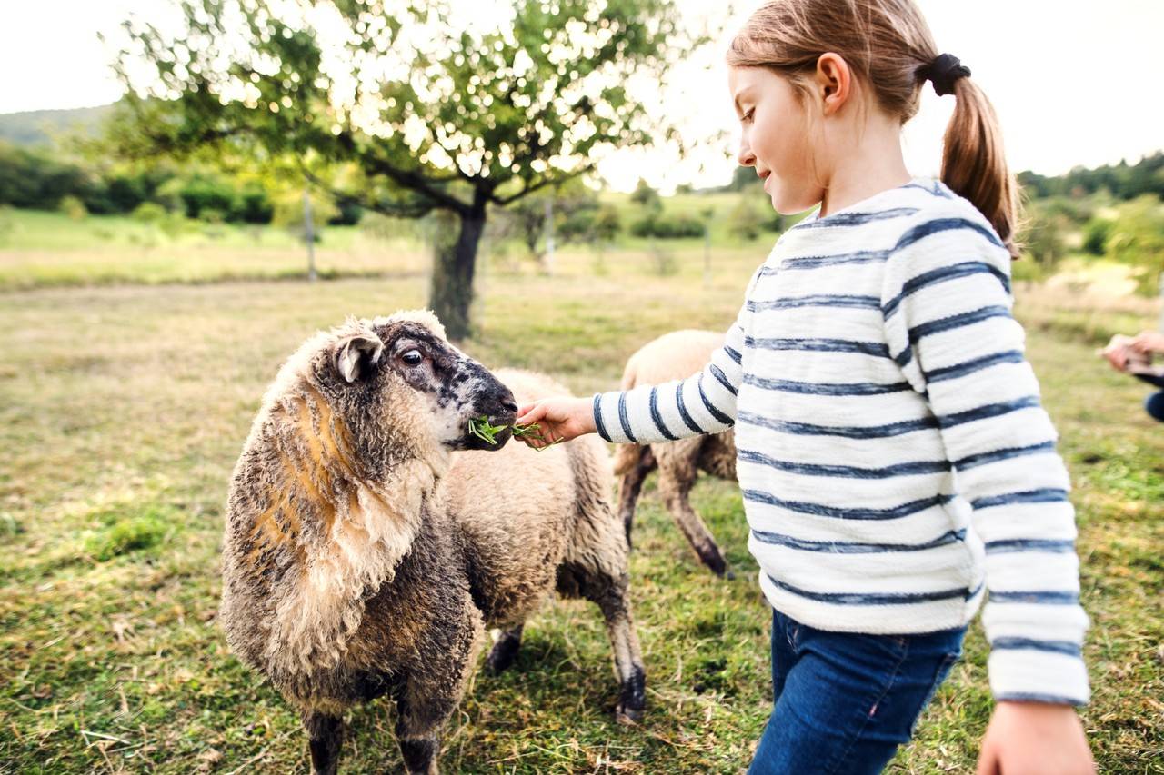 menina alimentando um bezerrinho em uma fazenda